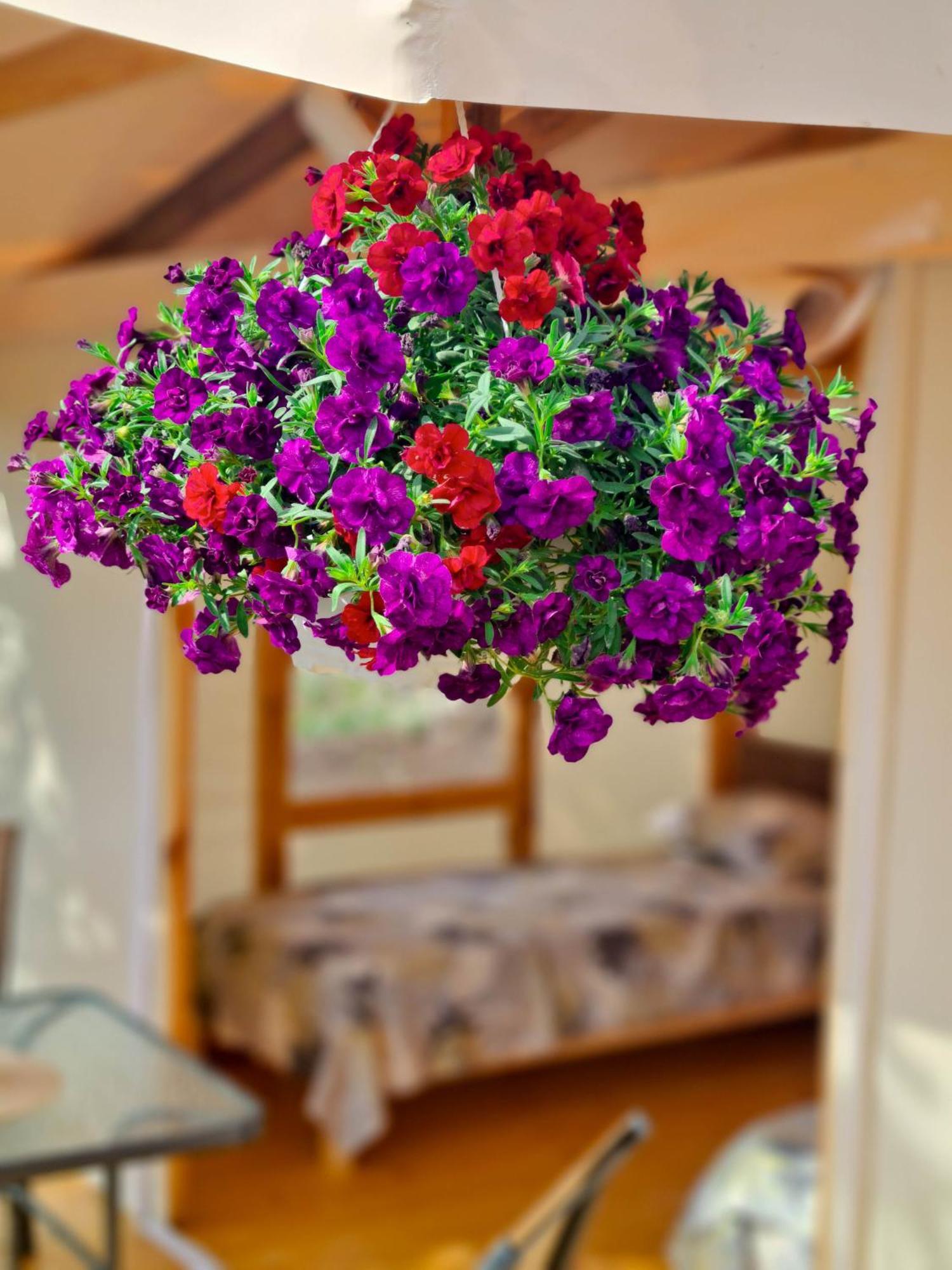 Divoto Glamping Hotel Balchik Eksteriør billede